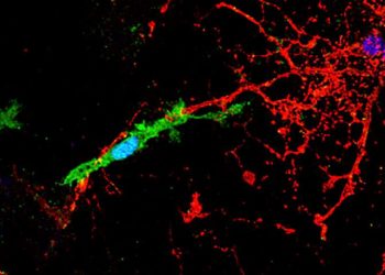 Рассеянный склероз: эндогенный ретровирус HERV-W ключ к повреждению нервной ткани