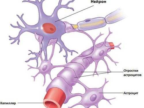 Астроциты в головном мозге рассматриваются как возможный триггер прогрессирующего рассеянного склероза через процессы метаболизма 1 Астроциты в головном мозге рассматриваются как возможный триггер прогрессирующего рассеянного склероза через процессы метаболизма