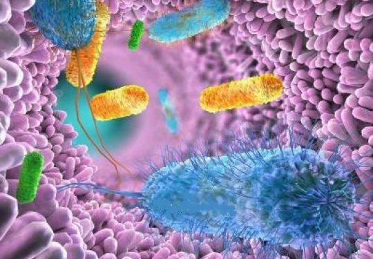 Сигнальный белок кишечника может вызвать воспаление нервной системы при РС 1 Сигнальный белок кишечника может вызвать воспаление нервной системы при РС