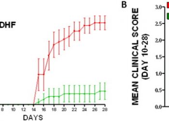 Агонист TrkB, 7,8-дигидроксифлавон, уменьшает клиническую и патологическую тяжесть мышиной модели рассеянного склероза