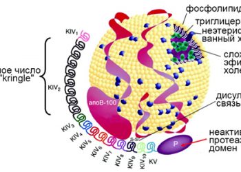 Исследования показывают, что липиды крови влияют на размер артерий у людей с рассеянным склерозом