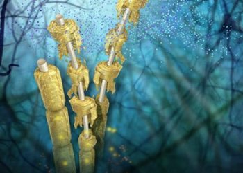 Исследование Клиники Майо обнаруживает молекулярный переключатель для восстановления миелина