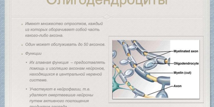 Исследование показывает, что гибель клеток головного мозга является возможной причиной рассеянного склероза