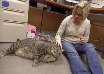 Избыточный вес может ухудшить прогноз рассеянного склероза