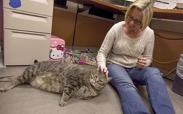 Избыточный вес может ухудшить прогноз рассеянного склероза 1 Избыточный вес может ухудшить прогноз рассеянного склероза