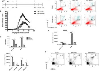 Каннабидиол ослабляет экспериментальную модель аутоиммунного энцефаломиелита с рассеянным склерозом путем индукции миелоидных клеток-супрессоров