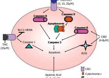 Индуцированный каннабиноидом апоптоз в иммунных клетках как путь к иммуносупрессии