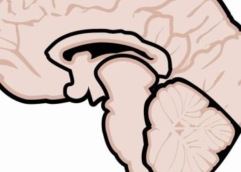 Исследование проливает свет на роль жирных кислот в «химиобрене» и рассеянном склерозе