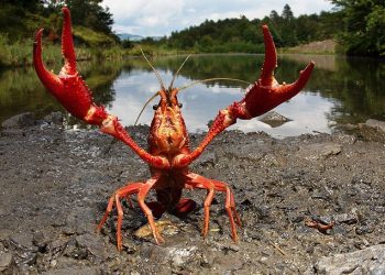 Гиления связана с повышенным риском рака при рассеянном склерозе