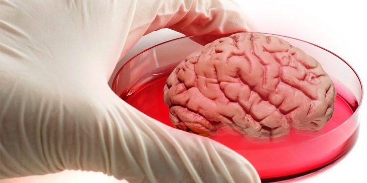 Наш мозг может создавать новые нейроны в зрелом возрасте. 1 Наш мозг может создавать новые нейроны в зрелом возрасте.