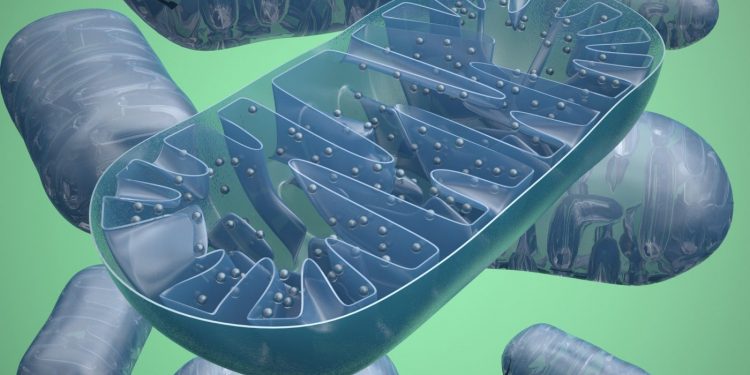 Исследование показывает, что клеточный метаболизм может стать новой терапевтической целью при рассеянном склерозе