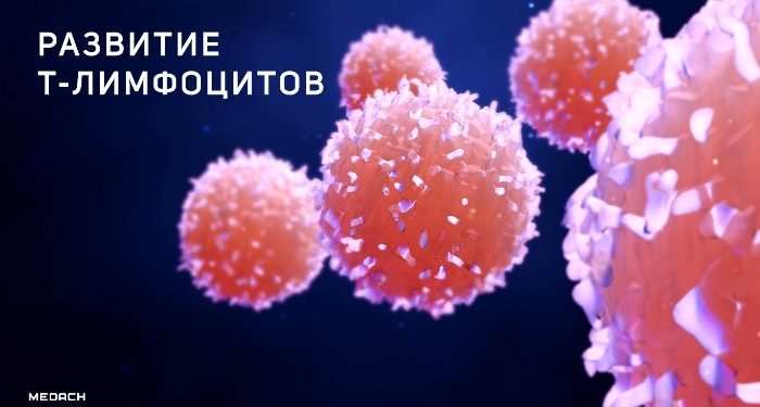 Т-клетки памяти при поражениях рассеянного склероза 1 Т-клетки памяти при поражениях рассеянного склероза