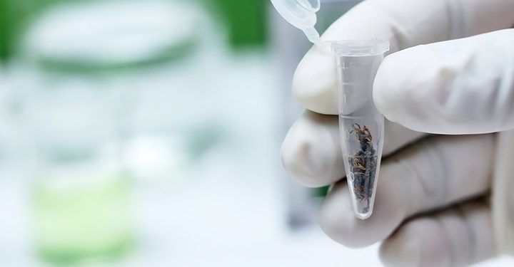Что известно о медицинском каннабисе при рассеянном склерозе 1 Что известно о медицинском каннабисе при рассеянном склерозе