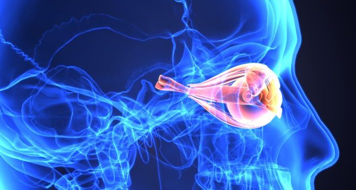 Ингибирование фосфорилирования белка способствует регенерации зрительного нерва 1 регенерации зрительного нерва