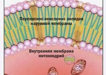 Жировая ткань у пациентов с рассеянным склерозом характеризуется активным липолитическим метаболическим состоянием.
