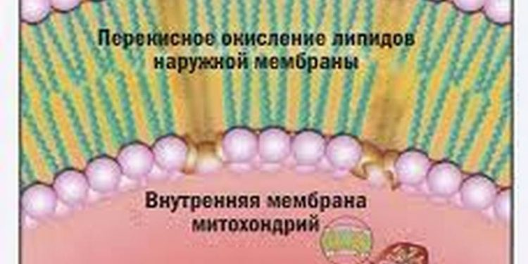 Жировая ткань у пациентов с рассеянным склерозом характеризуется активным липолитическим метаболическим состоянием.