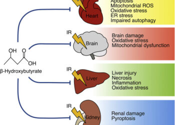 Возможное синергическое действие β- гидроксибутирата и бутирата на модуляцию метаболизма, воспаления, познания и общего состояния здоровья