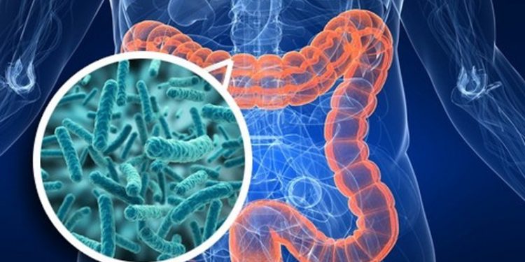 Микробиота кишечника при рассеянном склерозе