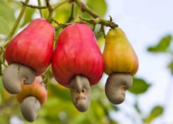 Молекула кешью способствует ремиелинизации и останавливает прогрессирование заболевания у мышей с РС