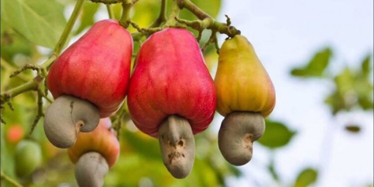 Молекула кешью способствует ремиелинизации и останавливает прогрессирование заболевания у мышей с РС