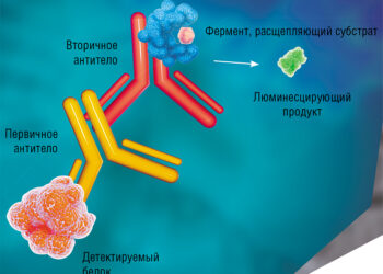 Исследование предполагает, что белок иммунных клеток CD36 является потенциальной терапевтической мишенью