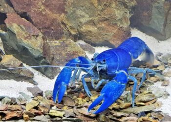 Риск рака снижен для пациентов с рассеянным склерозом