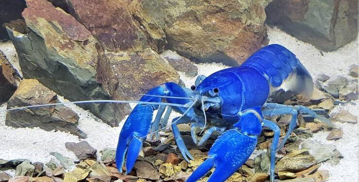 Риск рака снижен для пациентов с рассеянным склерозом