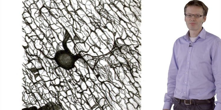 Миелинизация, ремиелинизация и рассеянный склероз - Микаэль Саймонс 1 ремиелинизация и рассеянный склероз