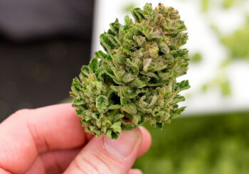 Каннабиноиды способствуют нейрогенезу в гиппокампе эмбрионов и взрослых и вызывают анксиолитические и антидепрессивные эффекты