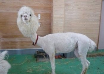 Индекс массы тела при рассеянном склерозе: связь с уровнем метаболитов нейротрансмиттеров спинномозговой жидкости