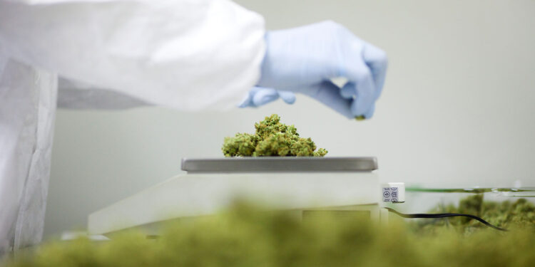 Каннабис теперь доступен для пациентов с РС в Техасе