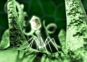 Первые убедительные доказательства существования организмов, которые поедают вирусы в качестве источника пищи