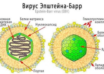 Вирус Эпштейна-Барра связь с рассеянным склерозом