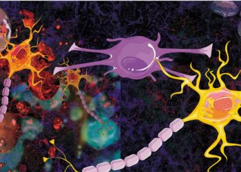 Маленькие, богатые миелином везикулы могут помочь контролировать иммунный ответ при РС