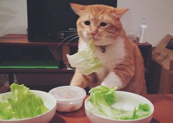 Рандомизированное контролируемое исследование  средиземноморской диеты при рассеянном склерозе