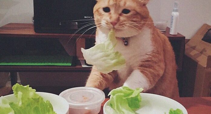 Рандомизированное контролируемое исследование  средиземноморской диеты при рассеянном склерозе