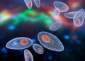 Исследование предполагает, что заражение паразитом Toxoplasma Gondii может защитить от РС