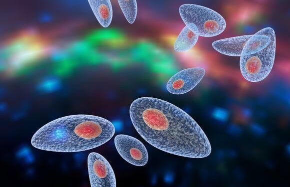 Исследование предполагает, что заражение паразитом Toxoplasma Gondii может защитить от РС