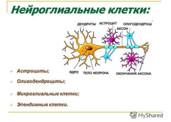 Ученые создают олигодендроциты из стволовых клеток в лаборатории всего за три недели