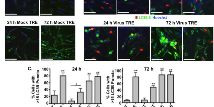 Трегалоза подавляет человеческую цитомегаловирусную инфекцию в нескольких типах клеток