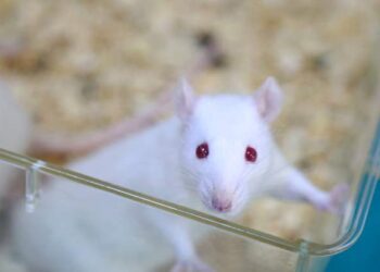 Исследование предполагает, что TEPP-46 может усугубить рассеянный склероз, а не лечить его