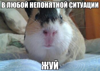 Снижение линолевой кислоты приводило к тяжести экспериментального аллергического энцефаломиелита у морских свинок