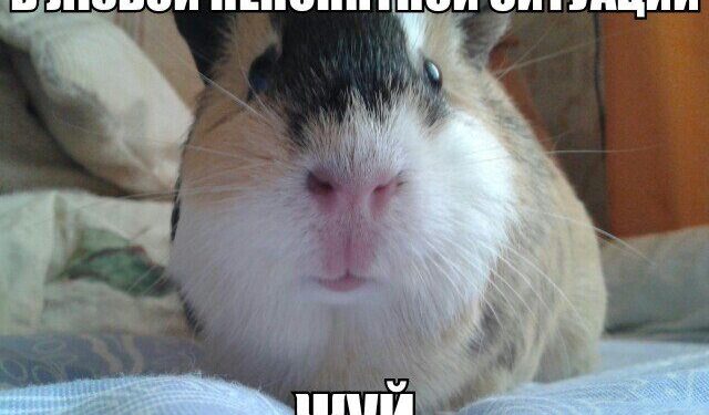 Снижение линолевой кислоты приводило к тяжести экспериментального аллергического энцефаломиелита у морских свинок