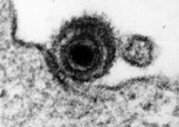 Пролекарства тенофовира сильно ингибируют литическую репликацию ДНК вируса Эпштейна-Барра, воздействуя на вирусную ДНК-полимеразу