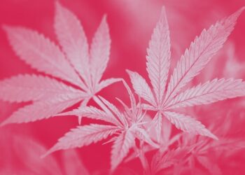 Каннабиноиды вызывают индуцированный апоптоз иммунных клеток как путь к иммуносупрессии