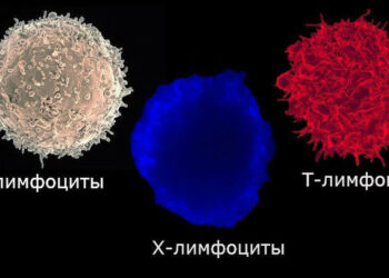 Окревус нацелен на провоспалительные Т-клетки, а не только на В-клетки, при PPMS, результаты исследования