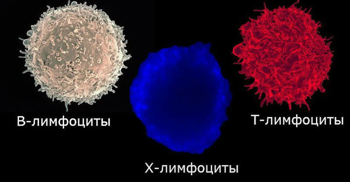 Высокое содержание соли нарушает выработку энергии противовоспалительными иммунными клетками 1 Окревус нацелен на провоспалительные Т-клетки, а не только на В-клетки, при PPMS, результаты исследования