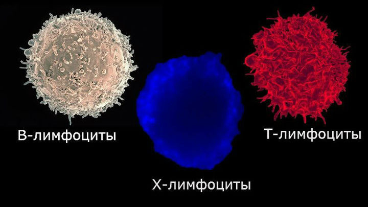 Окревус нацелен на провоспалительные Т-клетки, а не только на В-клетки .