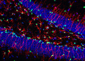 ТНС индуцируют нейрогенез и улучшения когнитивных функций