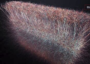 Человеческий мозг может создавать структуры до 11 измерений